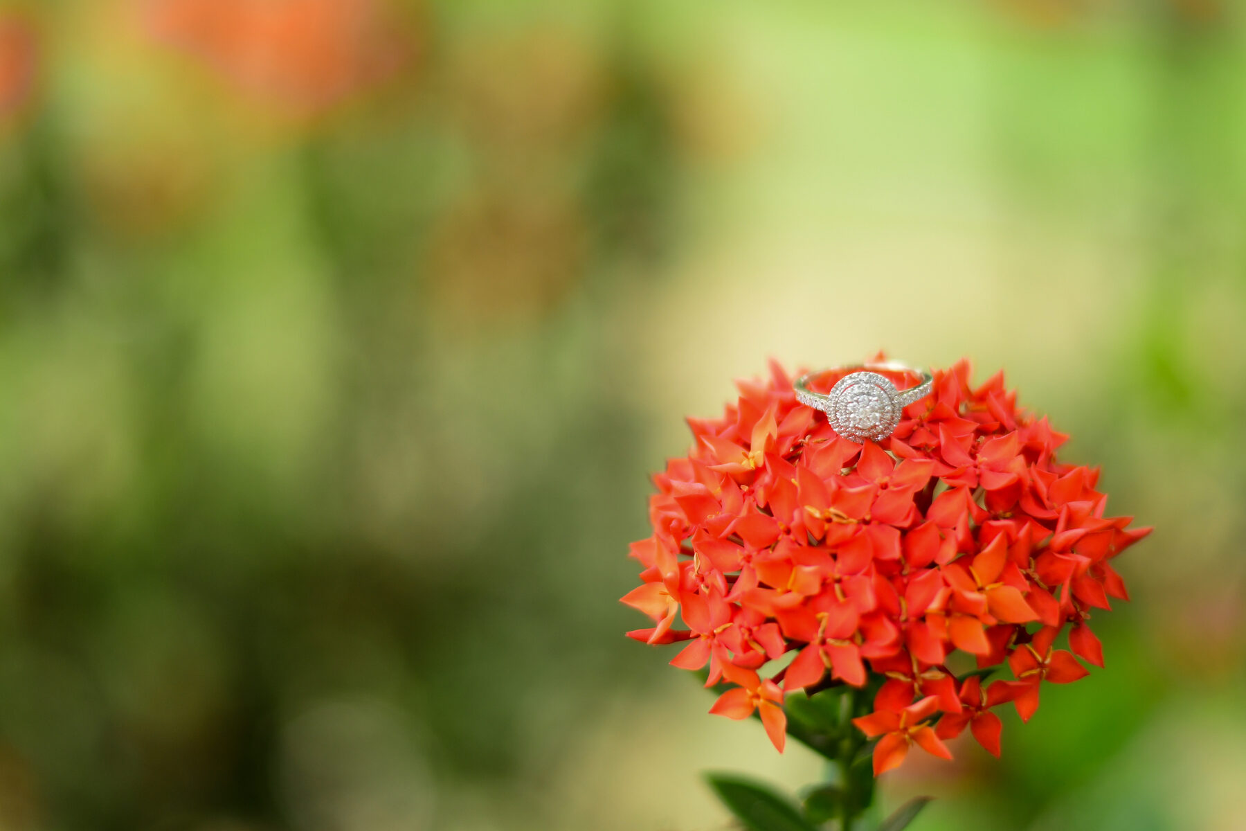 A close-up of bright red ixora flowers